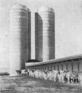 Механизированная подача корма для животных на американской ферме. 